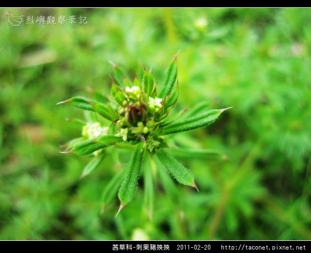 茜草科-刺果豬殃殃_03.jpg