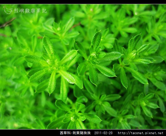 茜草科-刺果豬殃殃_01.jpg