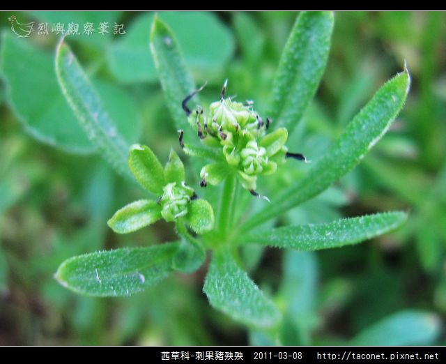 茜草科-刺果豬殃殃_09.jpg
