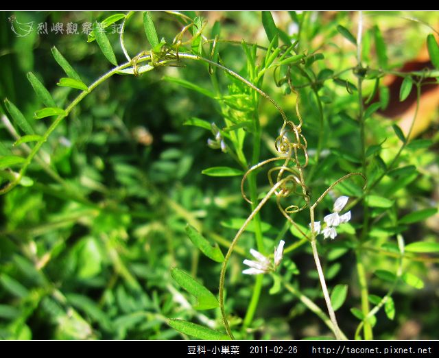 豆科-小巢菜_04.jpg