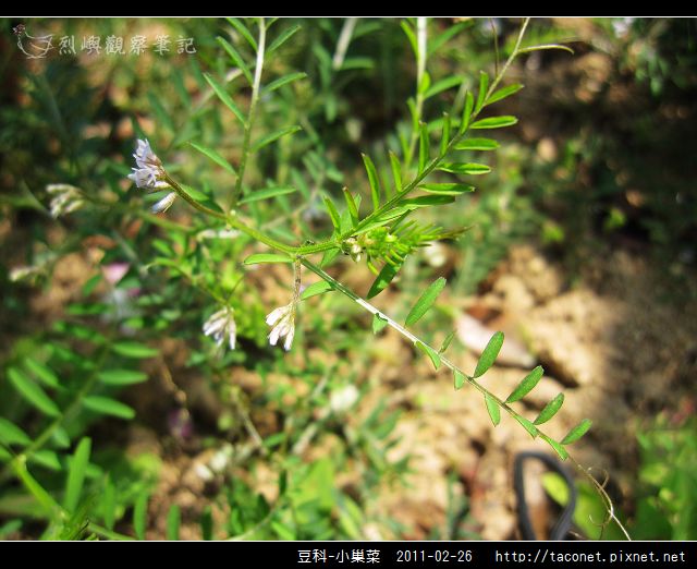 豆科-小巢菜_07.jpg