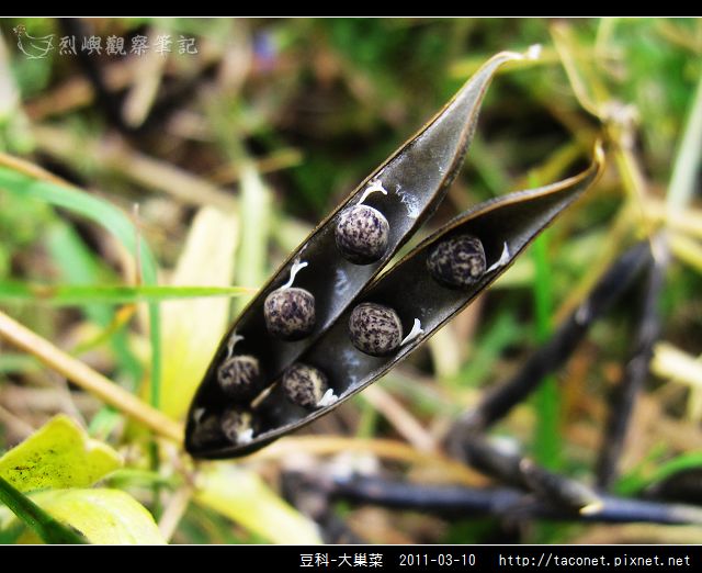 豆科-大巢菜_14.jpg