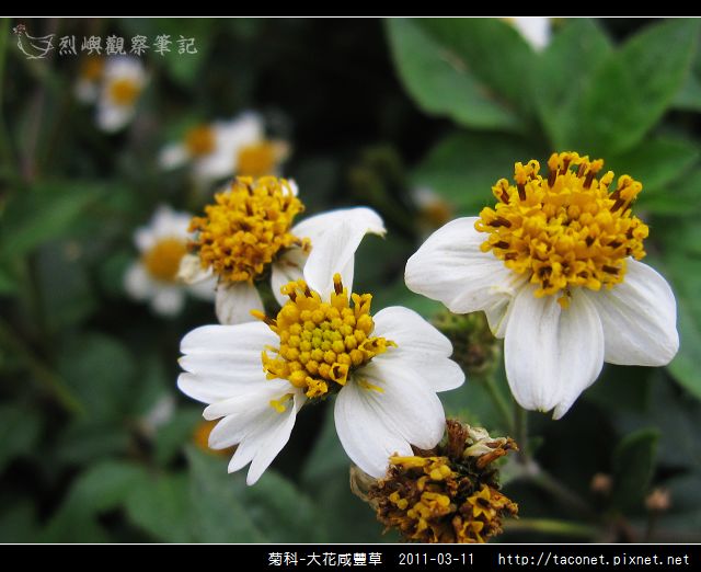 菊科-大花咸豐草_17.jpg
