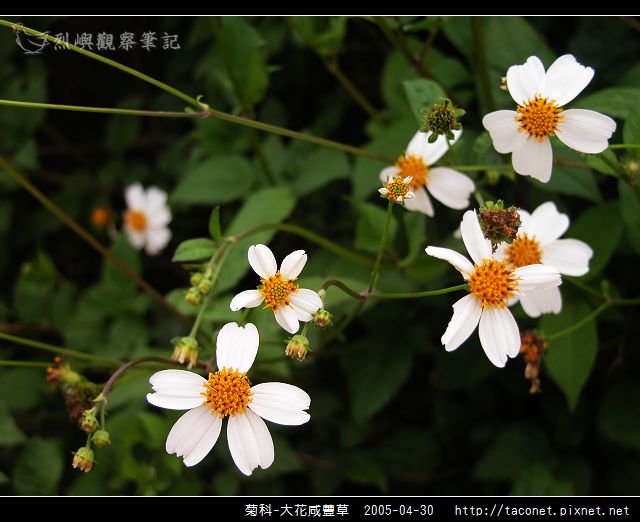菊科-大花咸豐草_14.jpg
