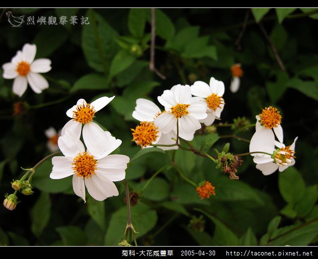 菊科-大花咸豐草_13.jpg
