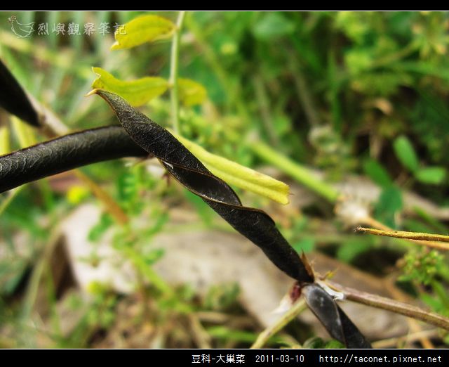 豆科-大巢菜_13.jpg