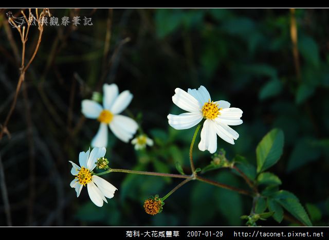 菊科-大花咸豐草_10.jpg