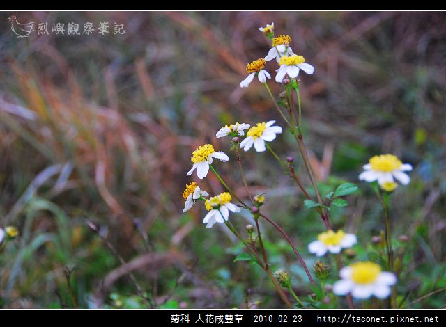 菊科-大花咸豐草_05.jpg