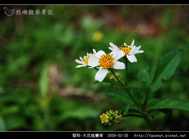 菊科-大花咸豐草_04.jpg