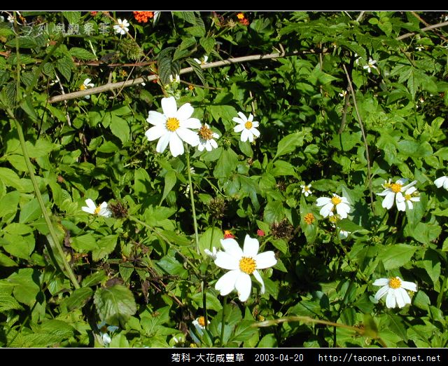 菊科-大花咸豐草_01.jpg