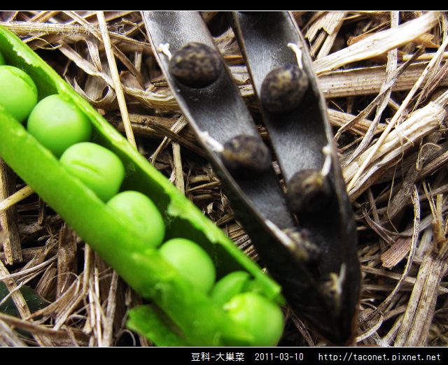 豆科-大巢菜_11.jpg