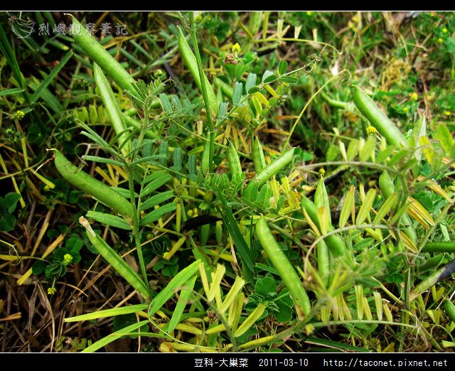 豆科-大巢菜_10.jpg