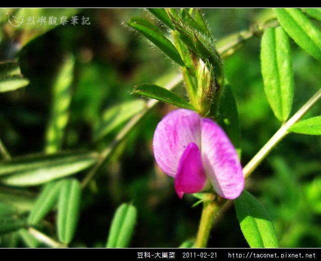 豆科-大巢菜_08.jpg