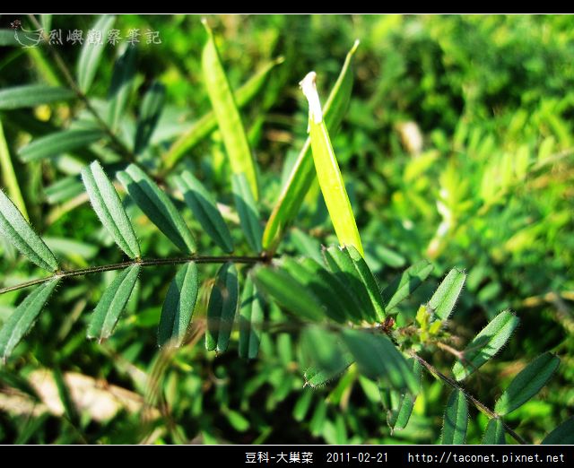 豆科-大巢菜_07.jpg