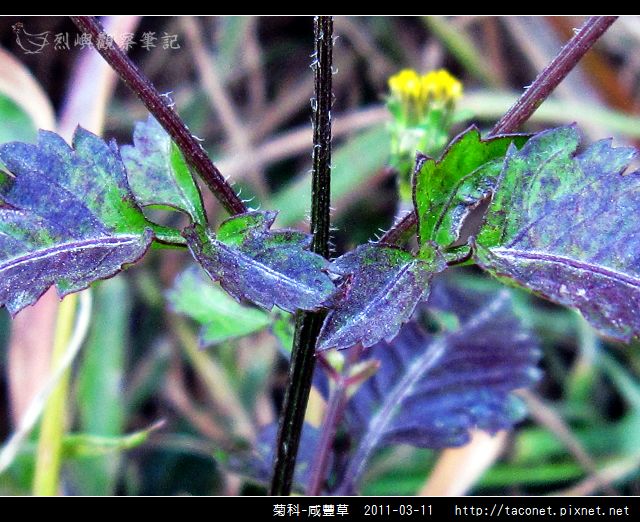 菊科-咸豐草_17.jpg