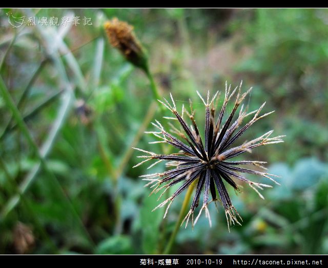 菊科-咸豐草_07.jpg