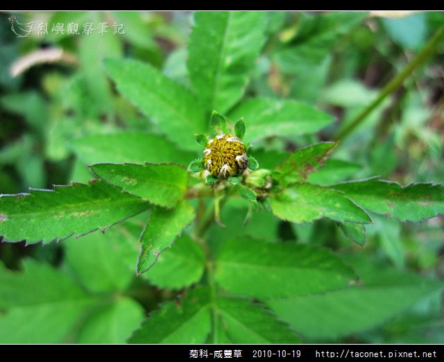 菊科-咸豐草_06.jpg