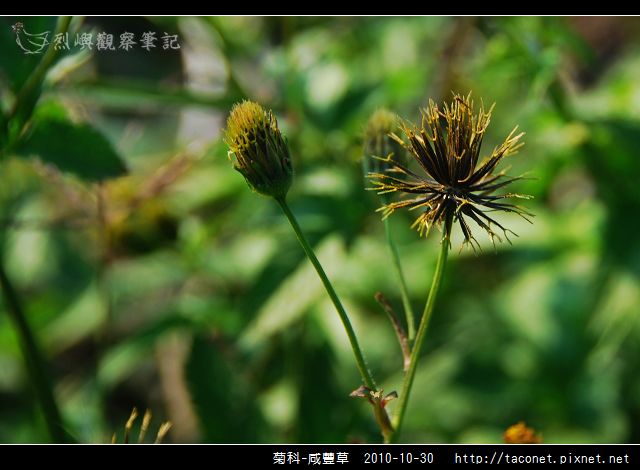 菊科-咸豐草_02.jpg