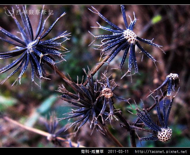 菊科-咸豐草_15.jpg