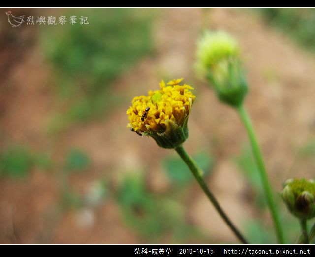 菊科-咸豐草_12.jpg