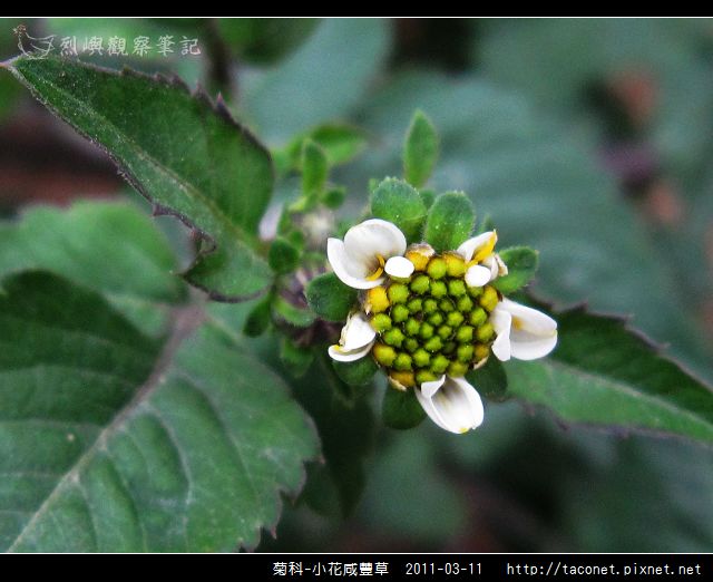 菊科-小花咸豐草_10.jpg