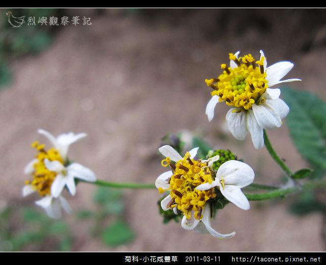 菊科-小花咸豐草_06.jpg