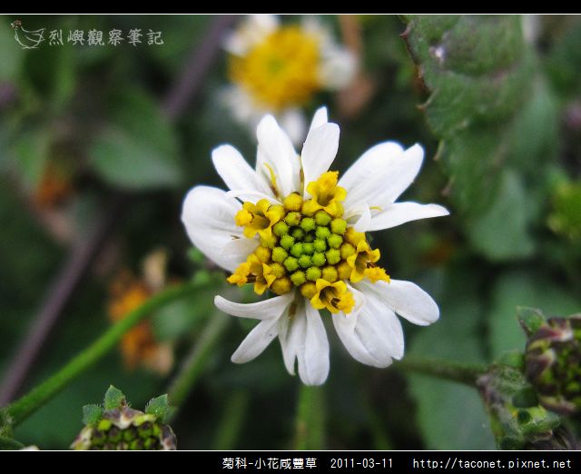 菊科-小花咸豐草_05.jpg