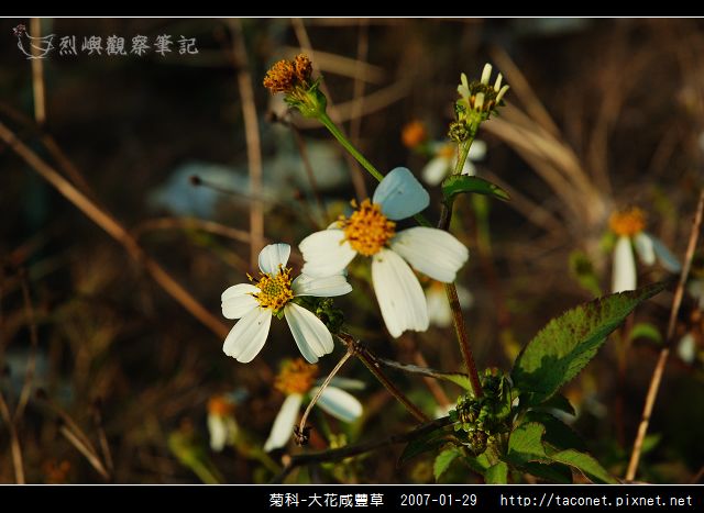菊科-大花咸豐草_09.jpg