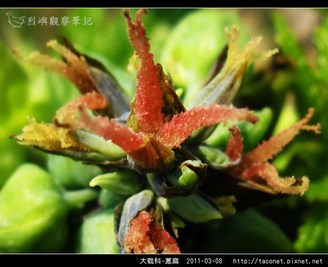 大戟科-蓖麻相簿封面
