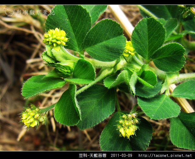 豆科-天藍苜蓿_11.jpg