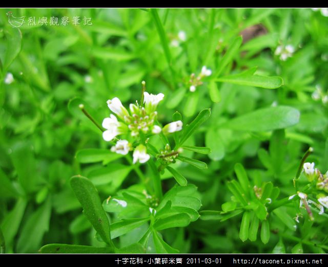 十字花科-小葉碎米薺_06.jpg