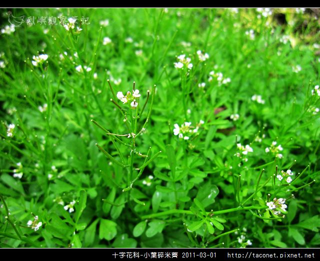 十字花科-小葉碎米薺_05.jpg