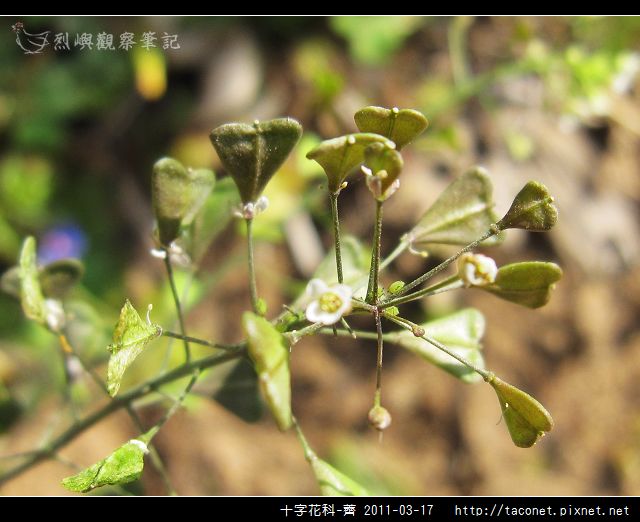 十字花科-薺_15.jpg