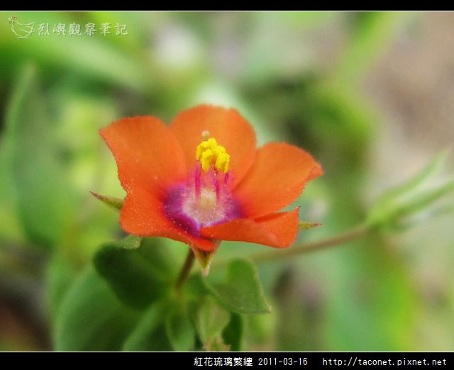 紅花琉璃繁縷-16.jpg
