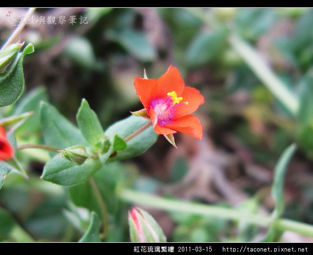 紅花琉璃繁縷-06.jpg