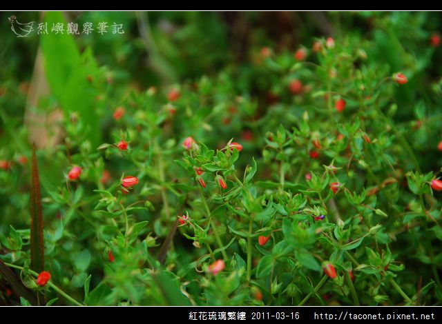 紅花琉璃繁縷-05.jpg