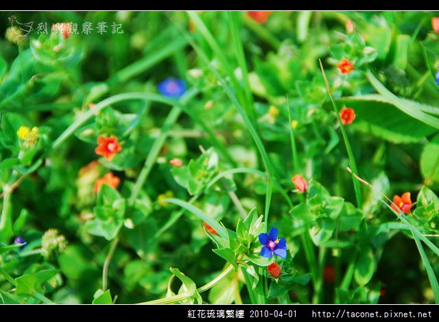 紅花琉璃繁縷-02.jpg