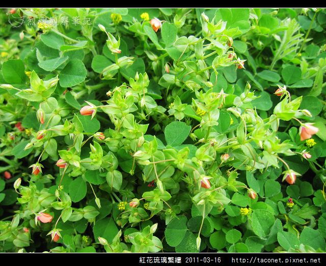紅花琉璃繁縷-14.jpg