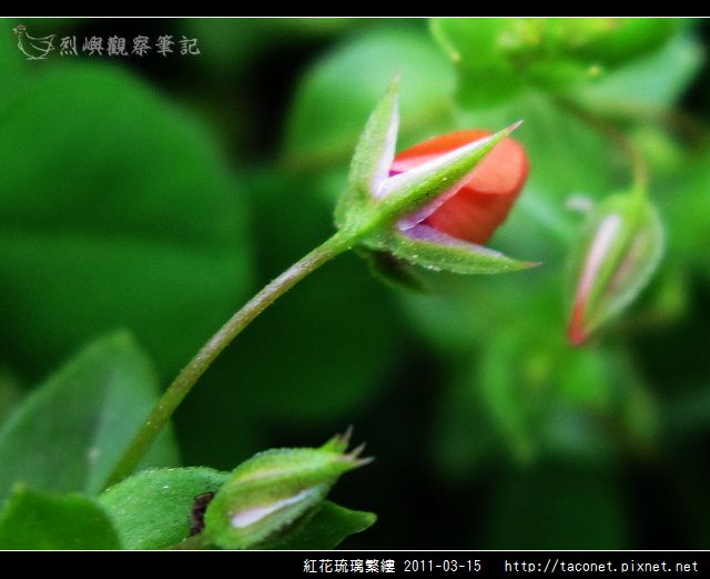 紅花琉璃繁縷-07.jpg