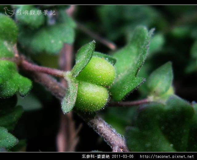 玄參科-婆婆納_05.jpg