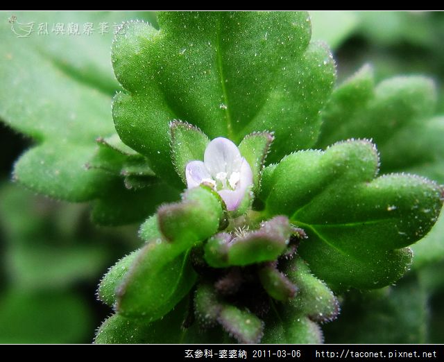玄參科-婆婆納_04.jpg