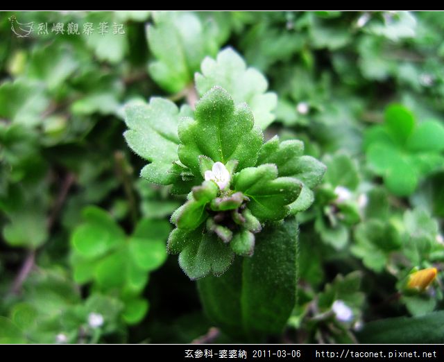 玄參科-婆婆納_03.jpg