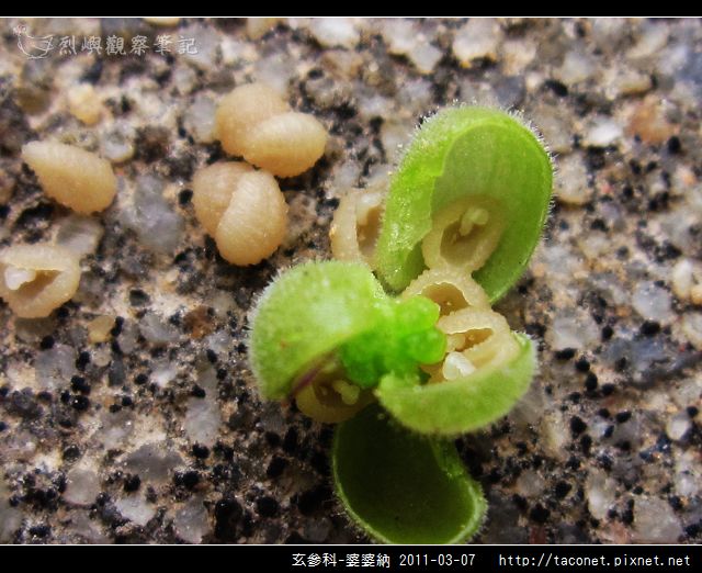 玄參科-婆婆納_11.jpg