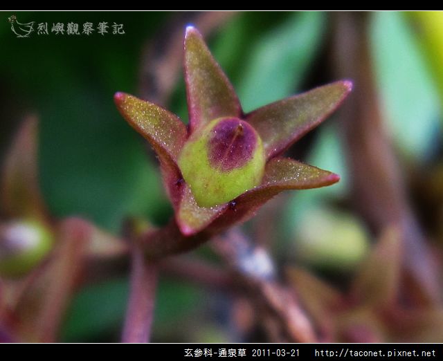 玄參科-通泉草_06.jpg
