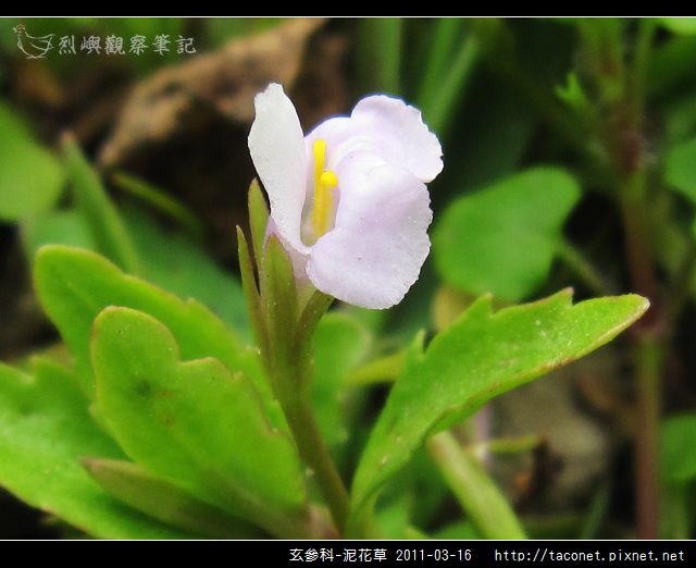 玄參科-泥花草N_14.jpg