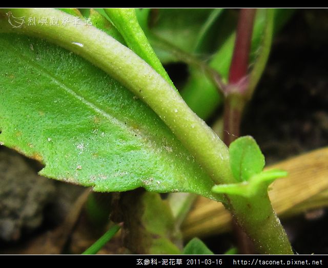 玄參科-泥花草N_13.jpg