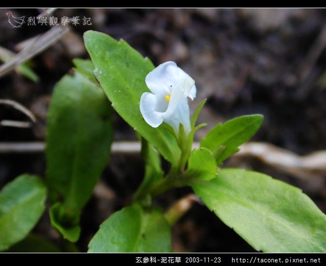 玄參科-泥花草N_01.jpg