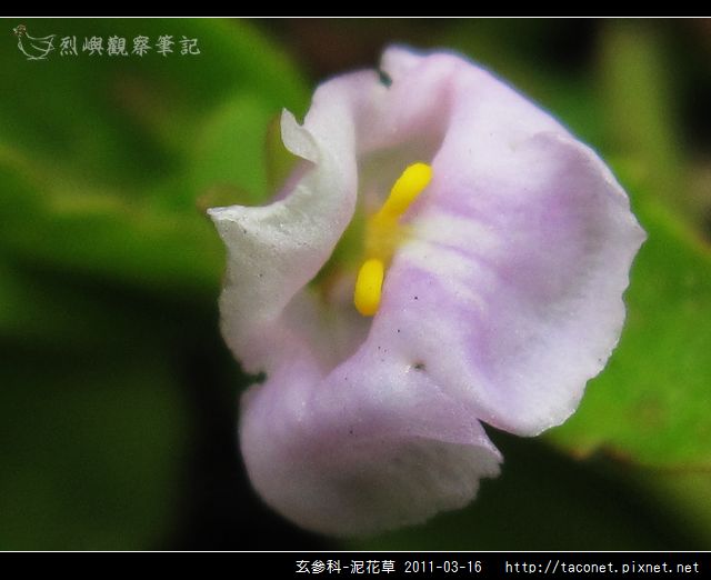 玄參科-泥花草N_12.jpg