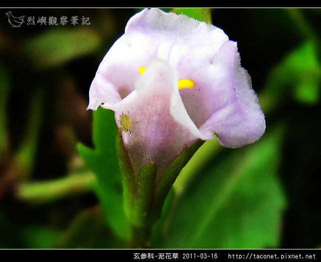 玄參科-泥花草N_11.jpg