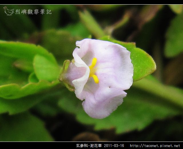 玄參科-泥花草N_10.jpg